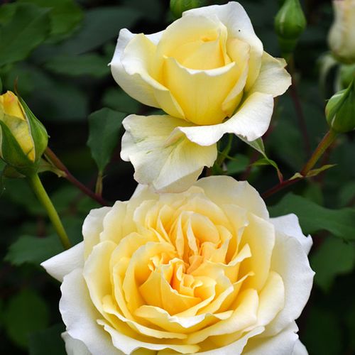 Rosen Gärtnerei - floribundarosen - gelb - rosa - Rosa Rivedoux-plage™ - duftlos - Dominique Massad - Mit ihrem diskreten Duft und ihren vollgefüllten Blüten erinnert sie an romantische Rosen.
